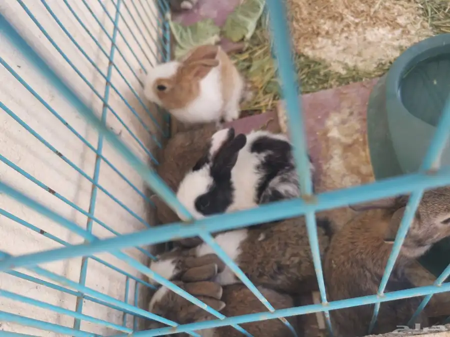 صغار ارانب للبيع عمر ثلاث اسابيع 3