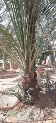 يوجد الدين نخل عربي واشنطن لتواصل 2