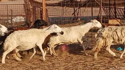 غنم حريه العدد 27 4