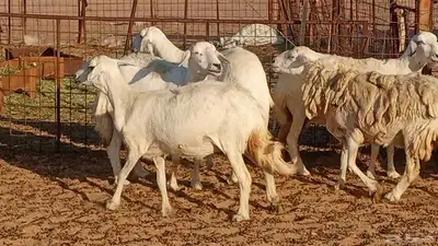 غنم حريه العدد 27 5