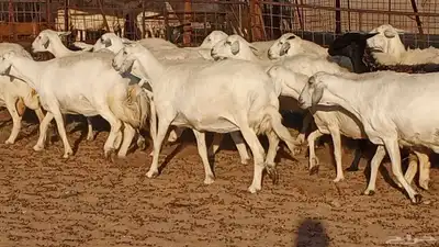 غنم حريه العدد 27 3