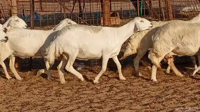 غنم حريه العدد 27 8