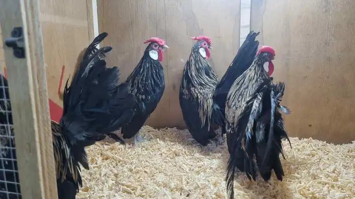 دجاج زينة مميز قزم 0