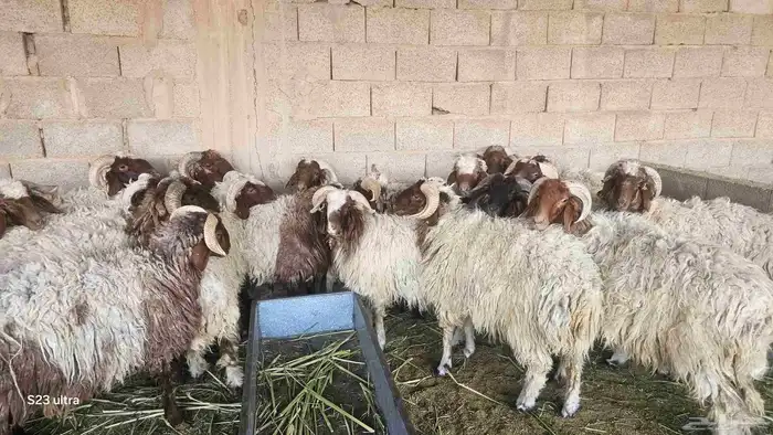 اغنام نعيمي طيبة 0