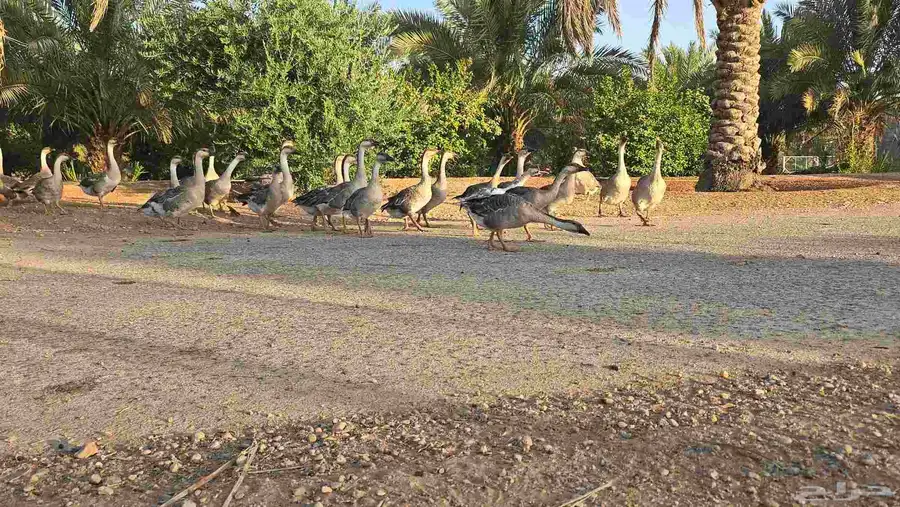 وز عراقي كوبرا بيور اعمار صغيره 1