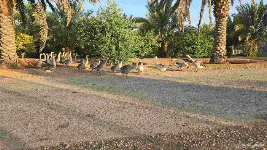 وز عراقي كوبرا بيور اعمار صغيره 2