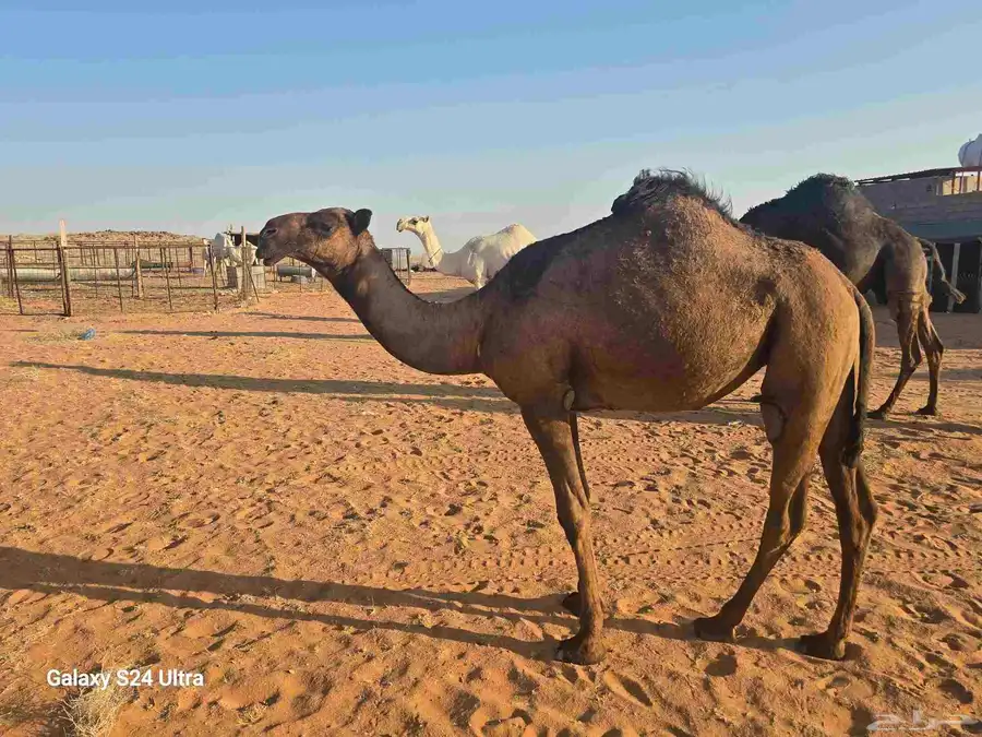 بكره مفروده صفراء 4