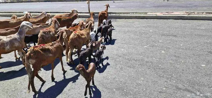 غنم سواكن خلفات 5