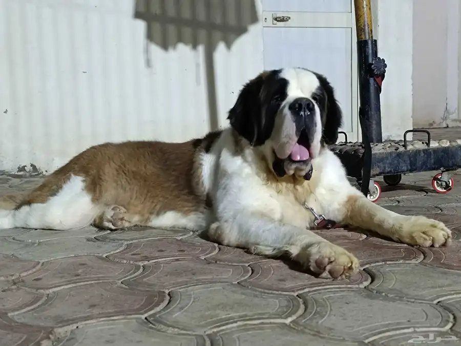 سانت برنارد saint Bernard index