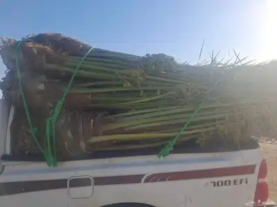 نخل البيع مكه جده اطايف 3