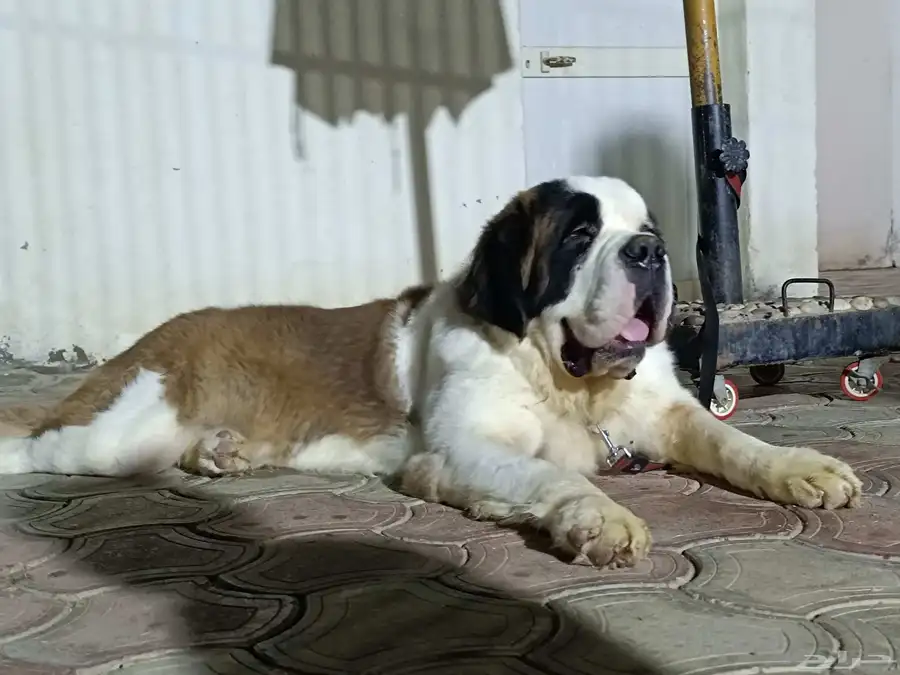 سانت برنارد saint Bernard index
