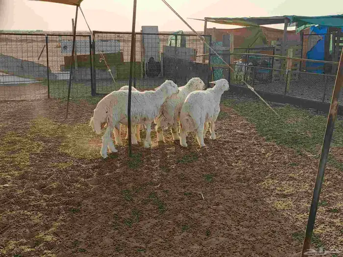 خرفان تمايم 3