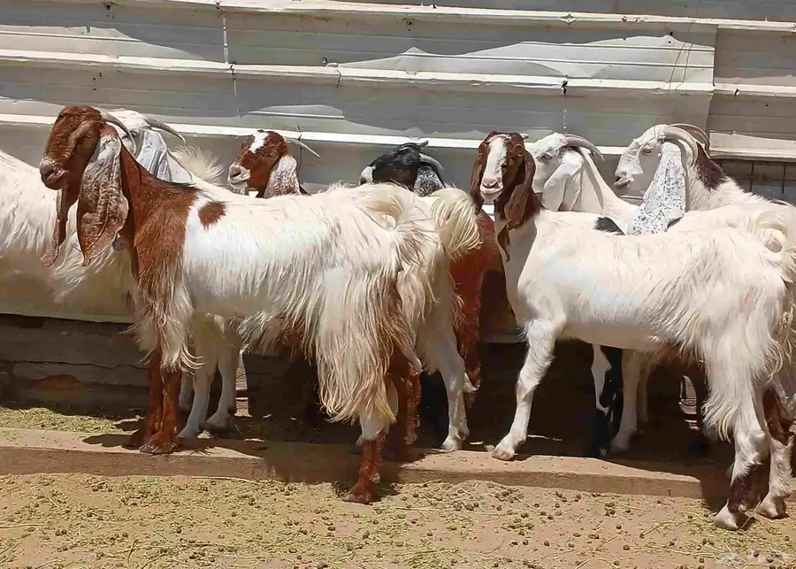 عرض معزا مصريات صغار سنون منوه القناي العدد 8 دفيع 10