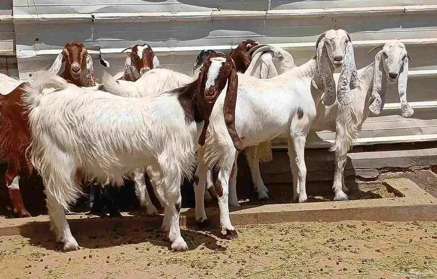 عرض معزا مصريات صغار سنون منوه القناي العدد 8 دفيع 0