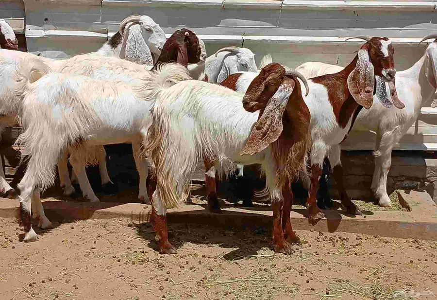 عرض معزا مصريات صغار سنون منوه القناي العدد 8 دفيع 4