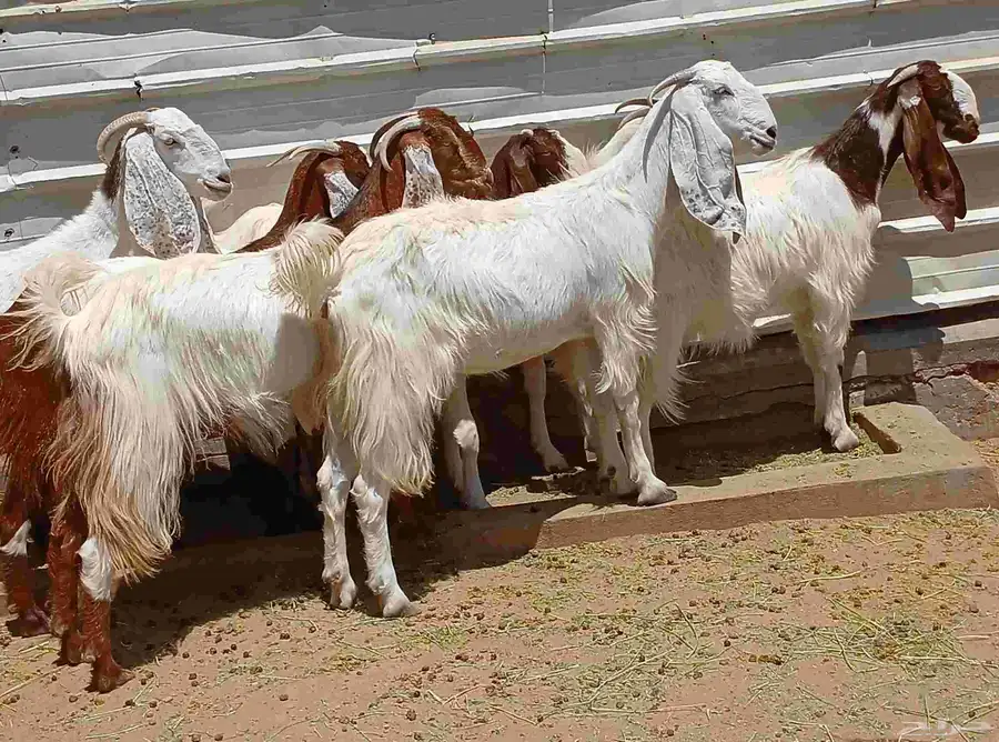 عرض معزا مصريات صغار سنون منوه القناي العدد 8 دفيع 12