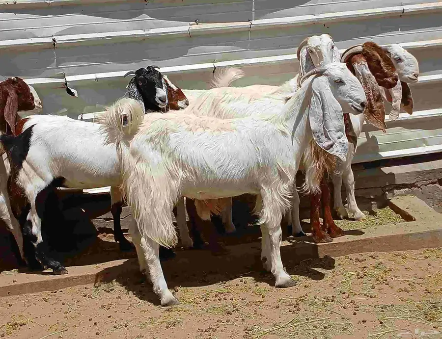 عرض معزا مصريات صغار سنون منوه القناي العدد 8 دفيع 16