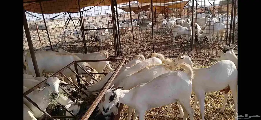 جفار مقني بيشيه اصايل 2