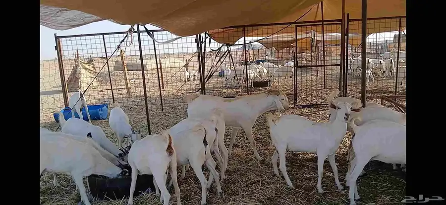 جفار مقني بيشيه اصايل 3