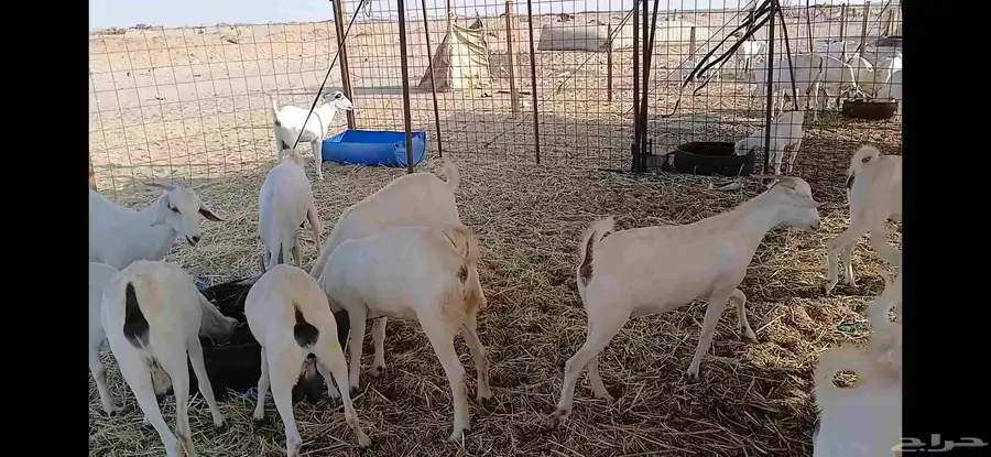 جفار مقني بيشيه اصايل 7