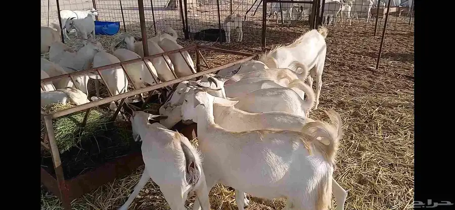 جفار مقني بيشيه اصايل 5