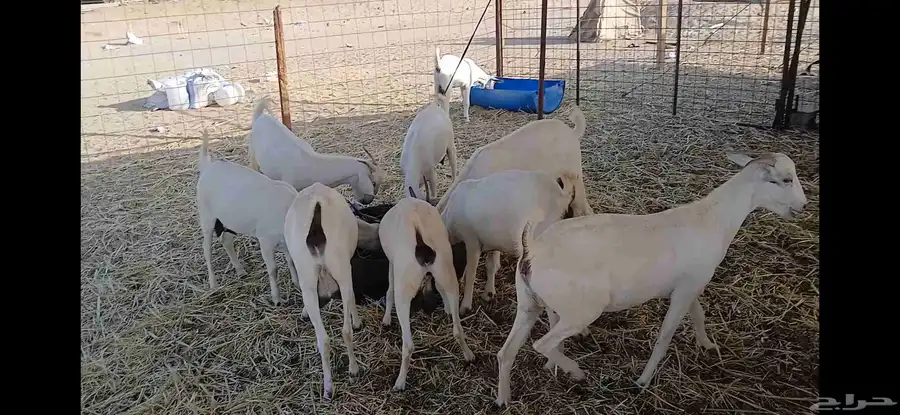 جفار مقني بيشيه اصايل 6