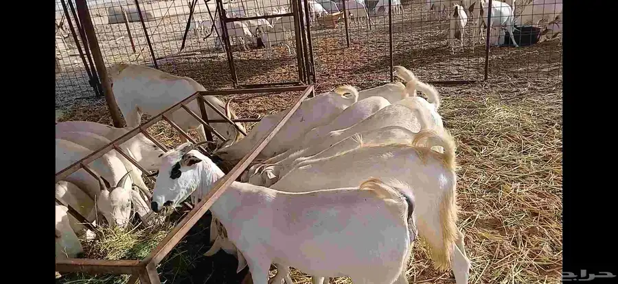 جفار مقني بيشيه اصايل 1