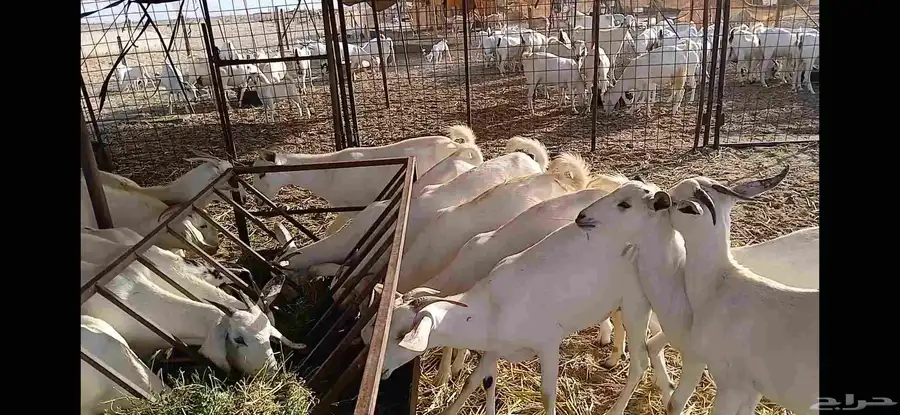 جفار مقني بيشيه اصايل 4