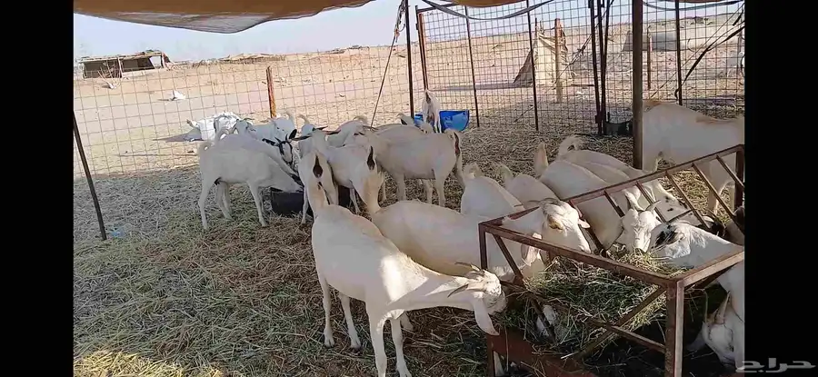 جفار مقني بيشيه اصايل 0