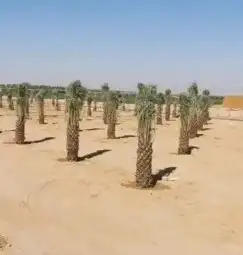 يوجد الدين نخل عربي واشنطن لتواصل 1