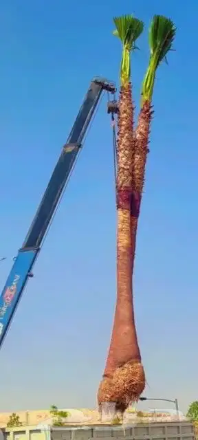 سلام عليكم ورحمت الله يوجد الدنيا جميع أنواع انخيل2055913841 8