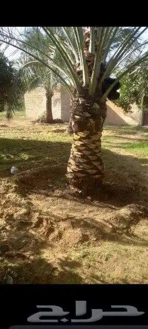 سلام عليكم ورحمت الله يوجد الدنيا جميع أنواع انخيل2055913841 10