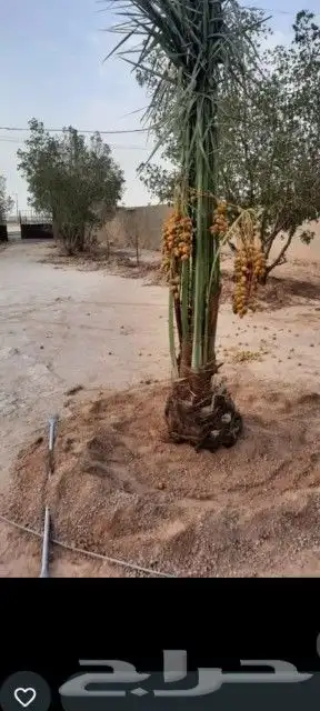 سلام عليكم ورحمت الله يوجد الدنيا جميع أنواع انخيل2055913841 6