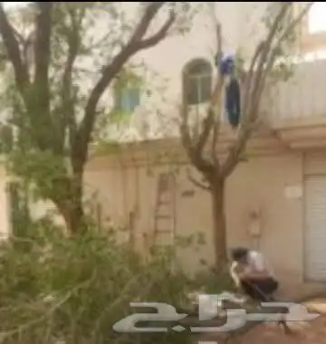 قص جميع انواع الاشجار بفضل الله 1