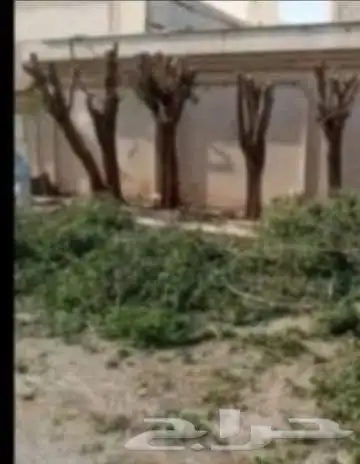 قص جميع انواع الاشجار بفضل الله 0
