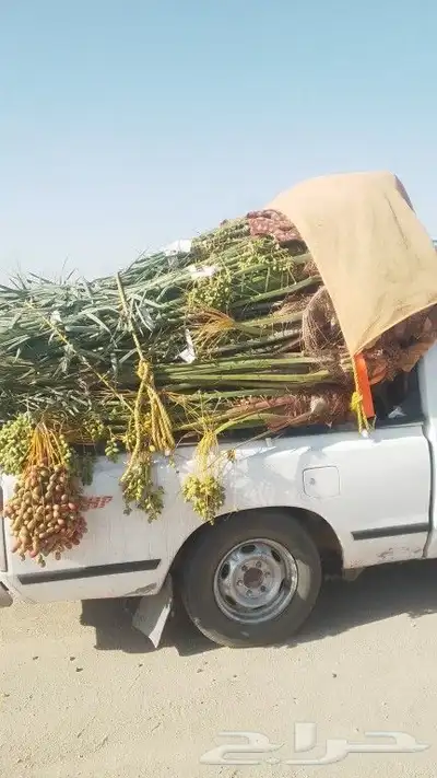 سلام عليكم ورحمت الله يوجد الدنيا جميع أنواع انخيل2055913841 1
