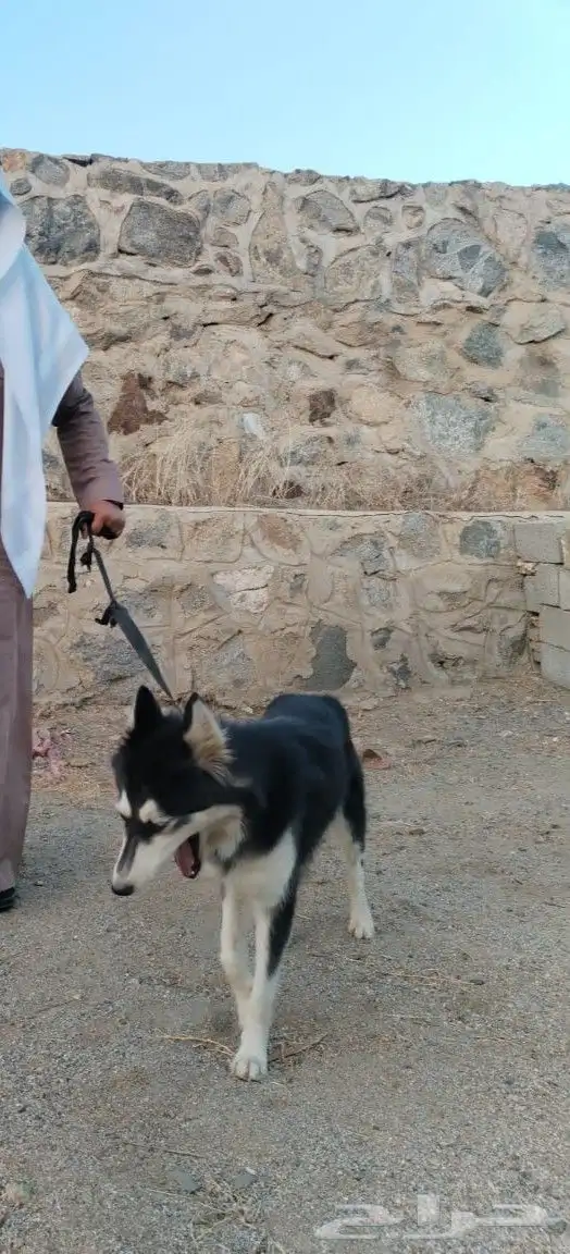 كلب هاسكي index