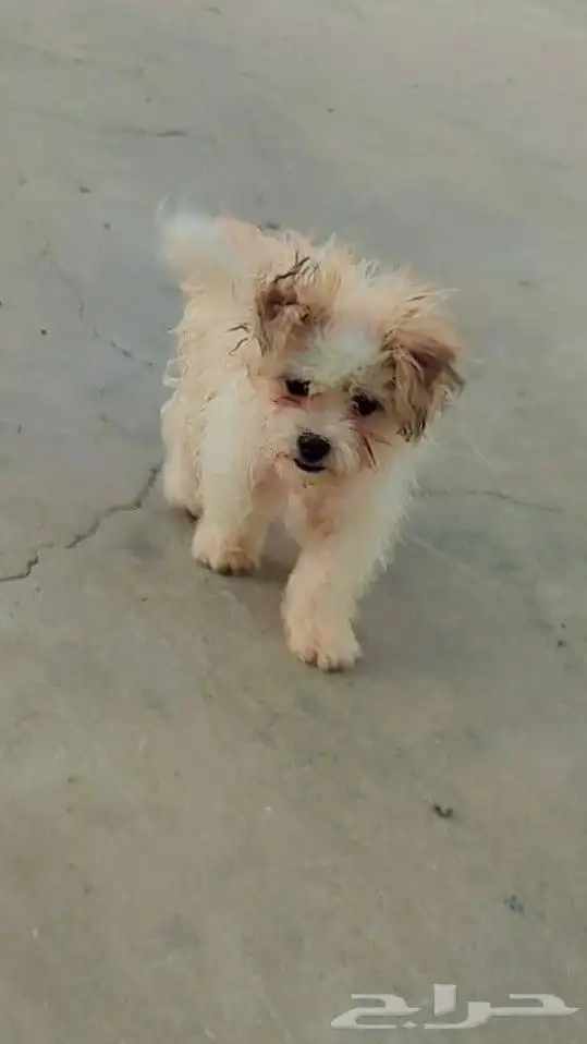 dogs index