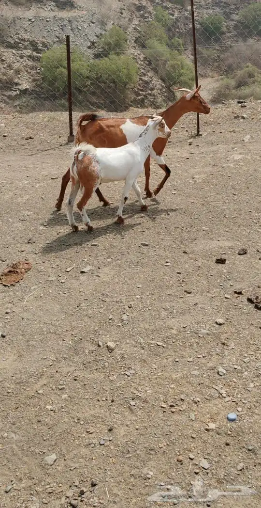 غنم مناتيج للبيع 6