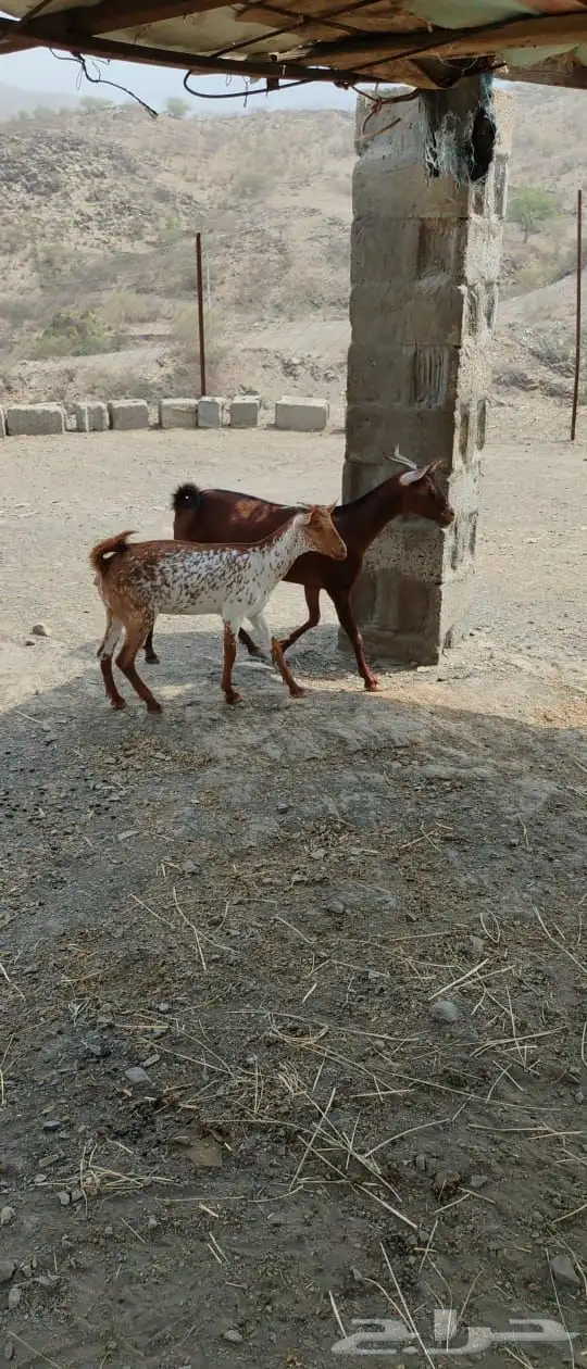 غنم مناتيج للبيع 1