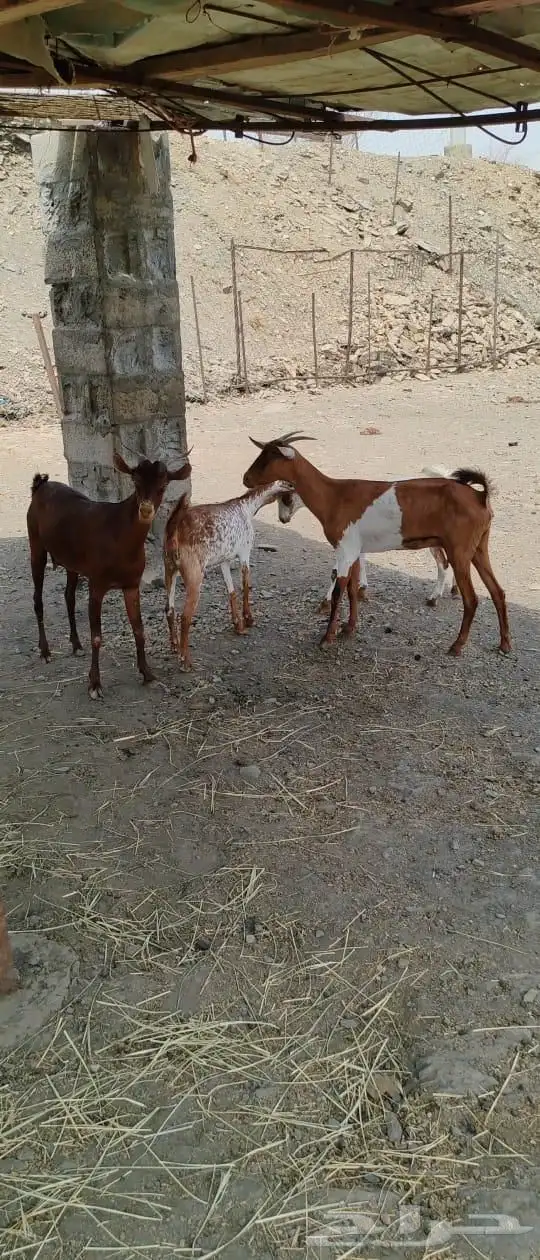 غنم مناتيج للبيع 5