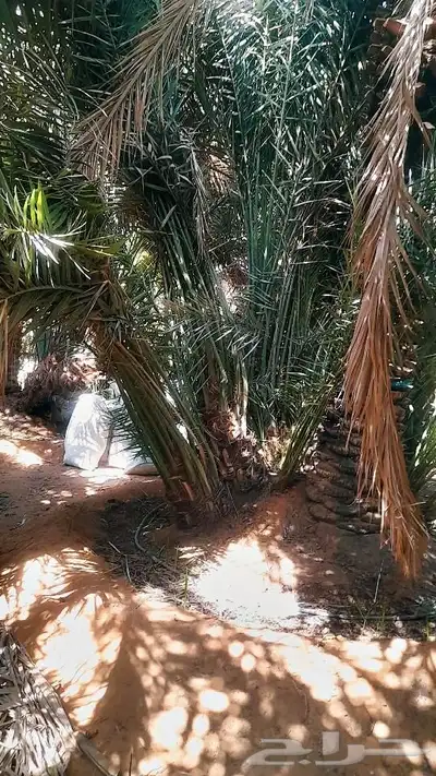 نخل للبيع بجميع انواعه طالع اطايف 3