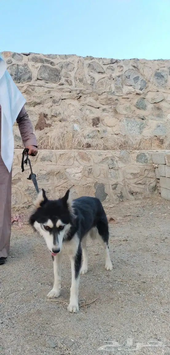 كلب هاسكي index