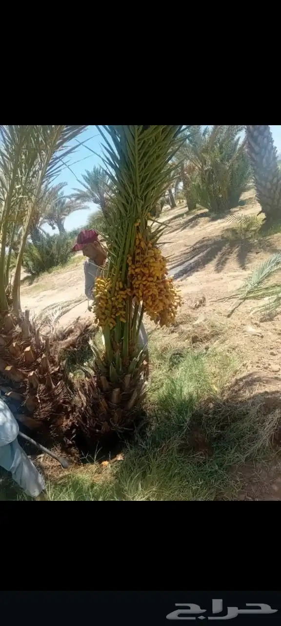 توفر نخيل باجميع انواعه ومقاسات المختلفه 2