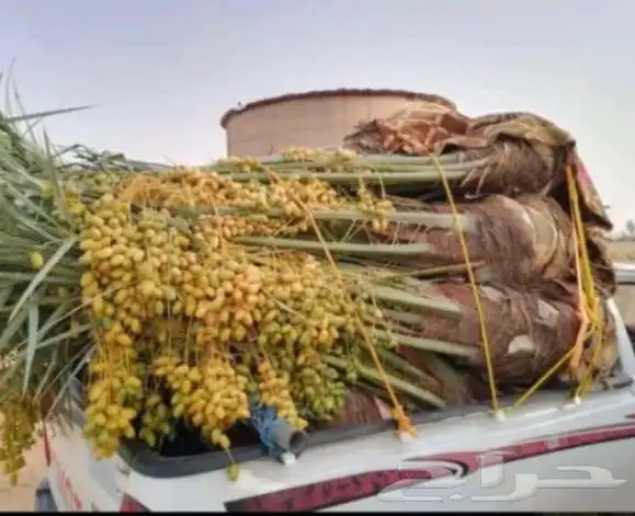 توريد جميع انواع النخيل المثمره 1