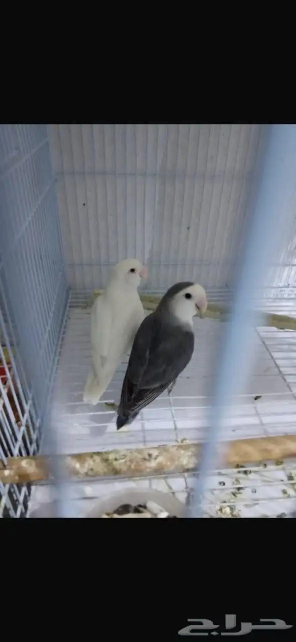 جوز روز منتج شرررط 0