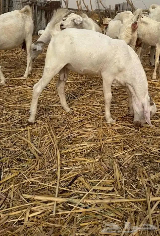 مشروع فحل تيس اصهف فاخر 2