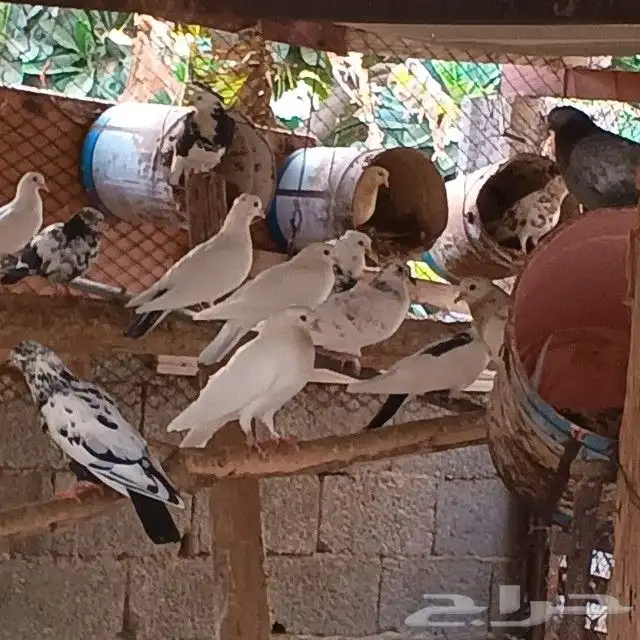 حمام مشكل حوالي 30جوز يزيد وينقص بحقه الصحه ممتاز 2