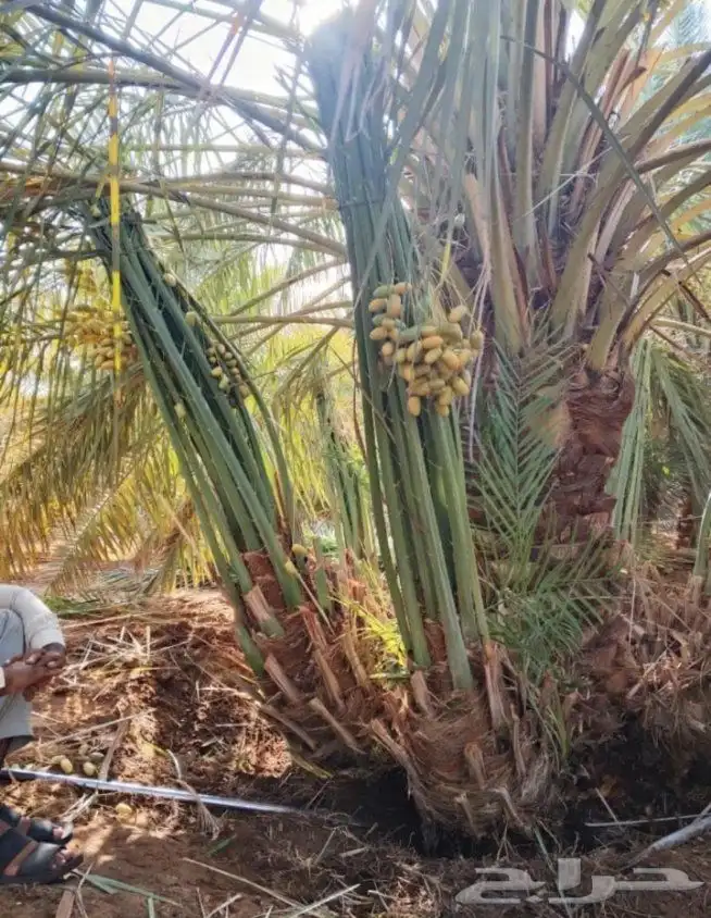 توريد جميع انواع النخيل المثمره 0