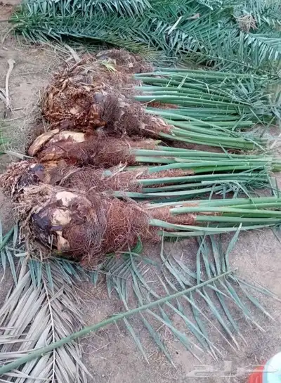 نخل عربي فروخ جثايث نقايل حيش جميع الانواع متوفره 0